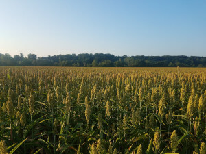Crop field in the Tarn.