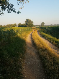Lane in Tarn countryside.