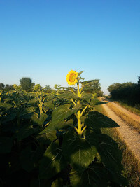 Sunflowers in the Tarn.