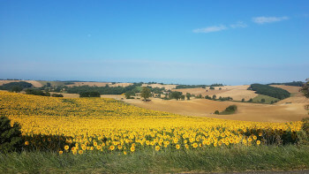 A field of sunflowers in the Tarn.